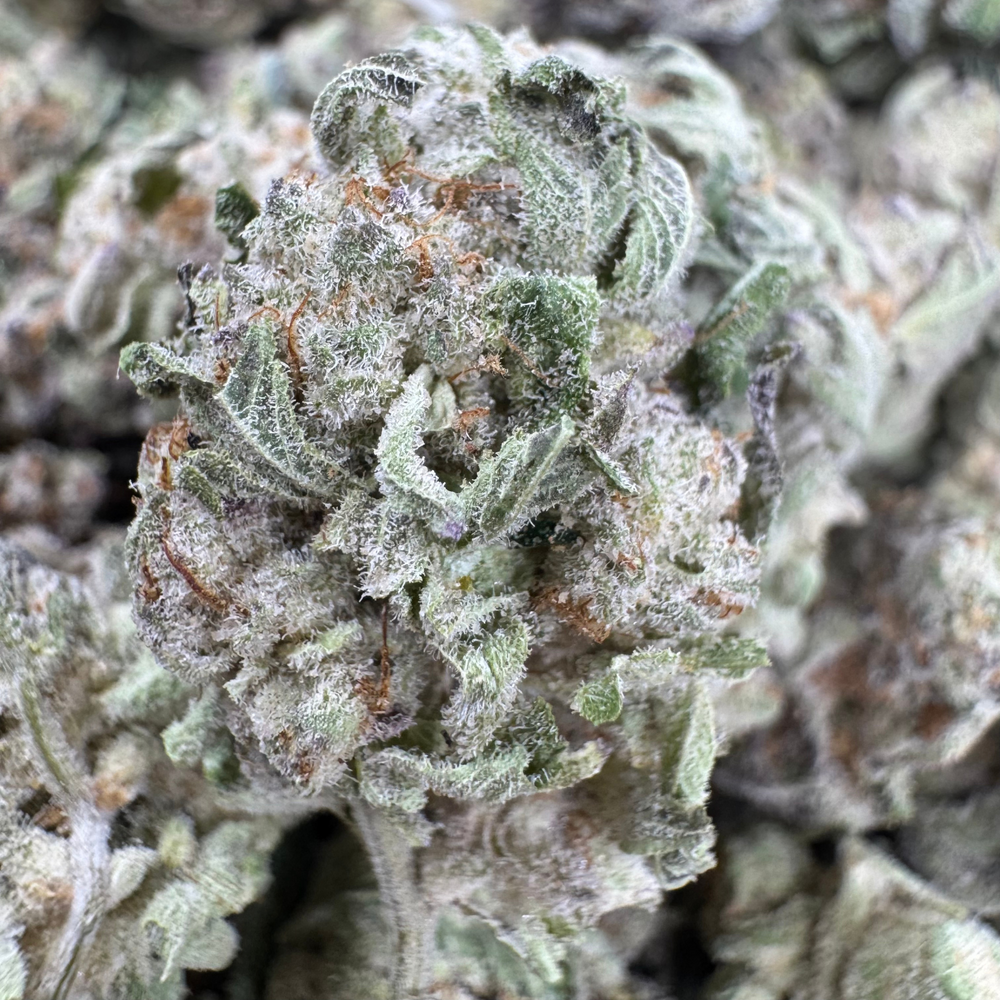 
                  
                    Purple Push Pops - Smalls - Exotic Indoor THCA Flower
                  
                